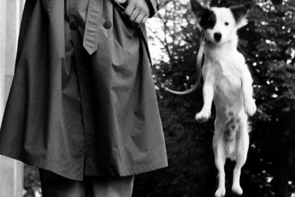 Elliot Erwitt: i cani sono come gli esseri umani, solo con più capelli - Treviso 