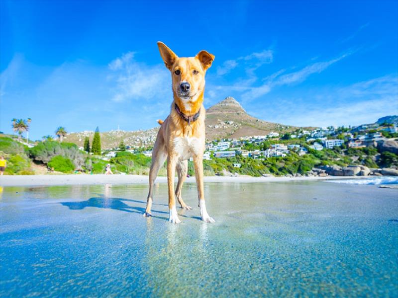 Dog Triathlon... Diventerà un vero e proprio sport? 