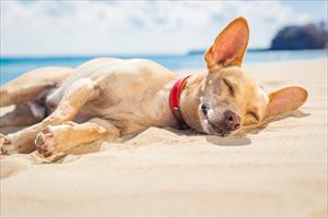 A Rimini i cani potranno fare il bagno! 