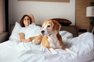 Vivere con un cane: tra aspettative e realtà 