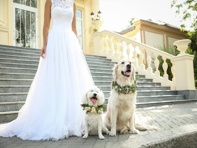 Wedding Dog Sitter: cani protagonisti al matrimonio dei loro padroni  