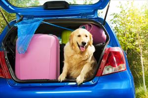 L´Italia scopre il business delle vacanze pet-friendly