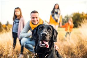 Lettera di un cane anziano