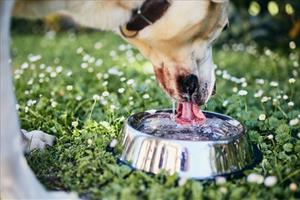 Ciotole per cani fuori dai negozi: fate attenzione!  