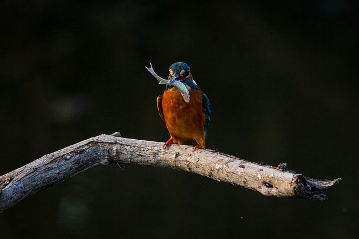 Wildlife Photographer of the Year al Forte di Bard - Aosta