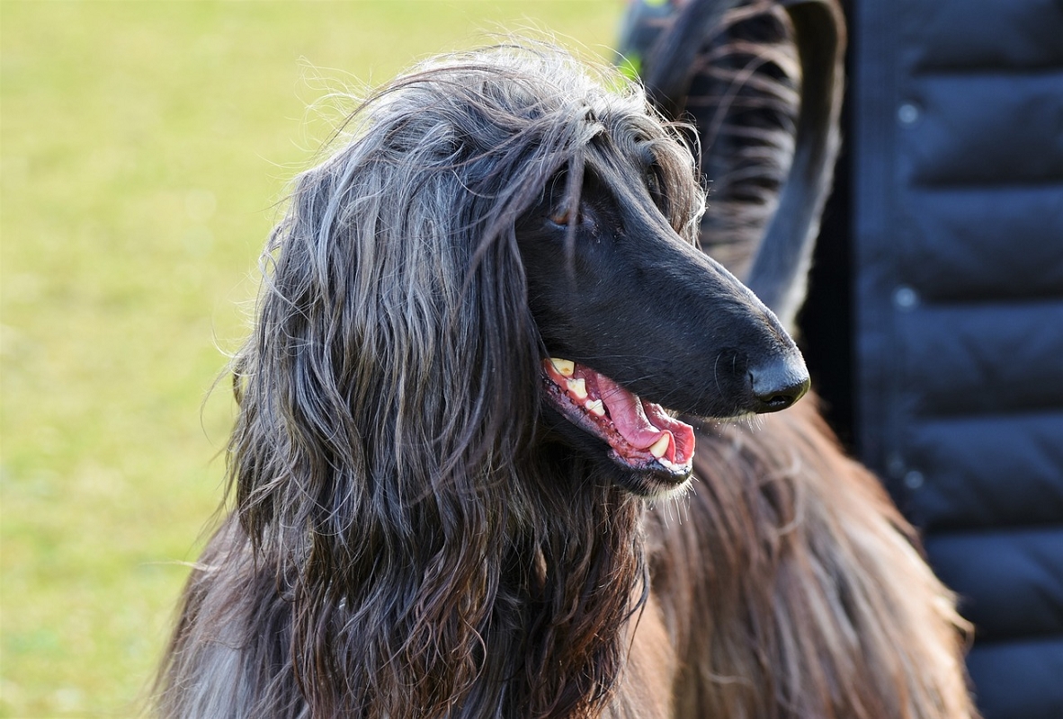 Barolo Dog Winner - Barolo (CN) 