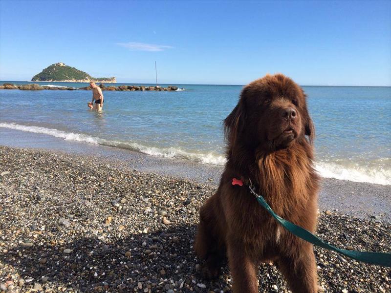 Baba Beach A Alassio Sv Vacanzeanimaliit