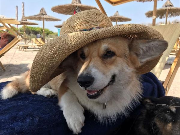 Spiagge Per Cani 2014 Porta Fido In Vacanza Con Te Bigodino