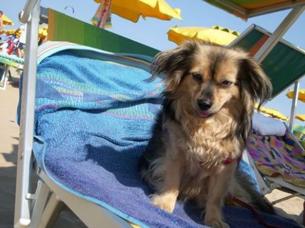 Spiagge Per Cani Riviera Adriatica Dog Beach Libere E