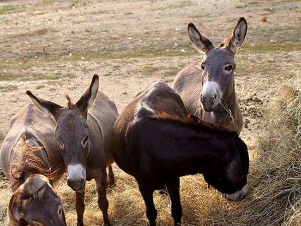 Agriturismo Il Lanternino