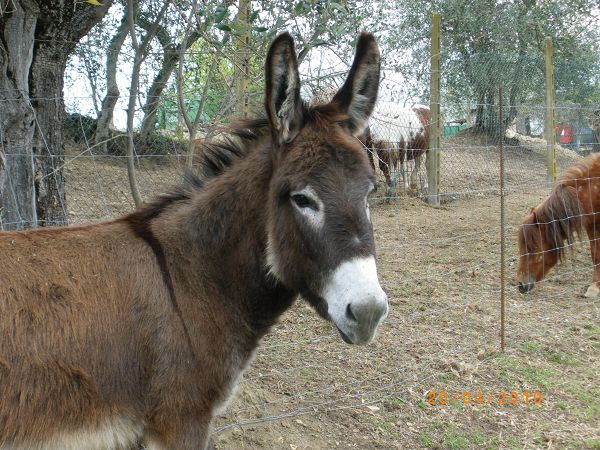 Az.Agr. Il Torrino