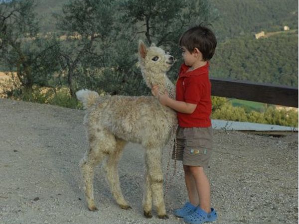 Agriturismo Maridiana Alpaca