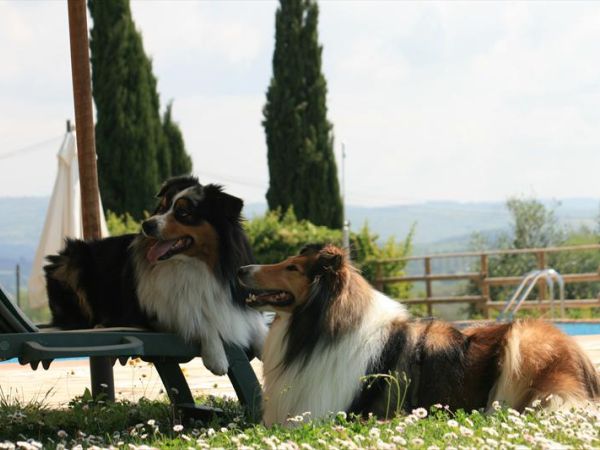 Agriturismo Il Torrione di Rocca de...