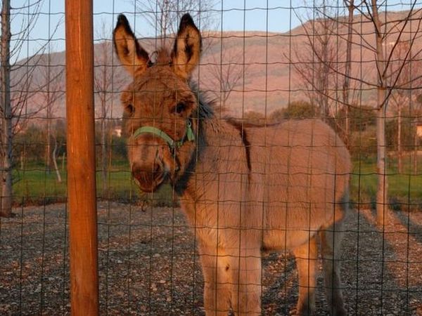 Il Giardino dei Ciliegi