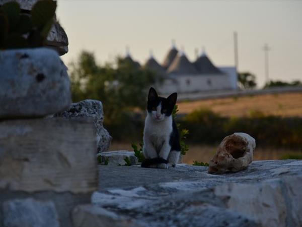 Trulli il Castagno