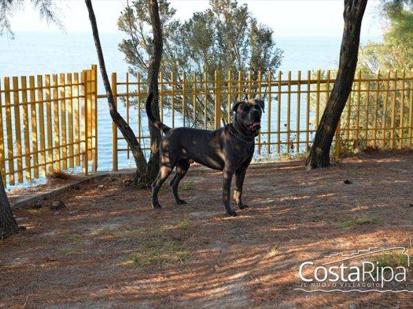 CostaripaResort e Dog Beach 