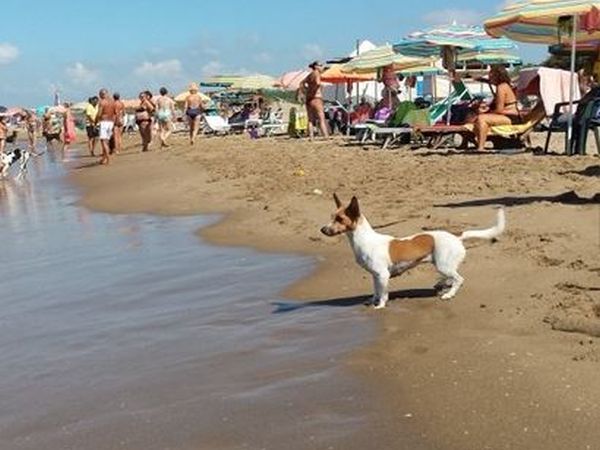 Spiagge Per Cani Sabaudia Dog Beach Libere E Attrezzate