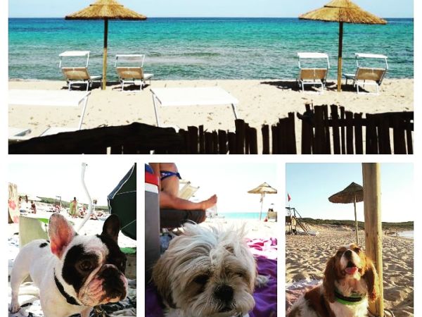 Spiagge Per Cani Olbia Tempio Dog Beach Libere E