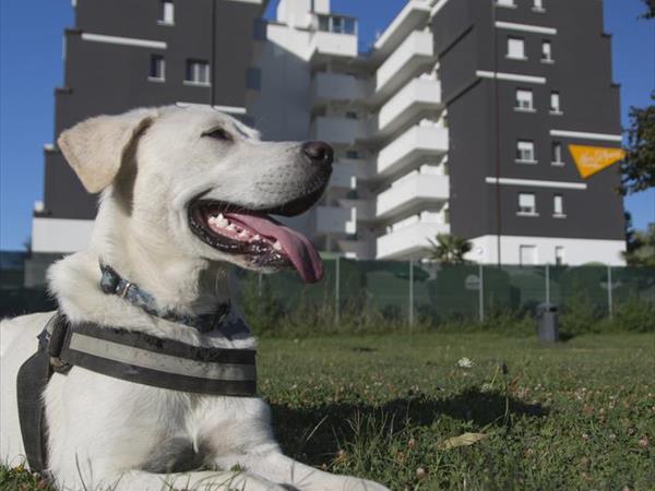 Case Vacanze Per Cani Riviera Romagnola Residence E Appartamenti Che Accettano Animali Nella Riviera Romagnola