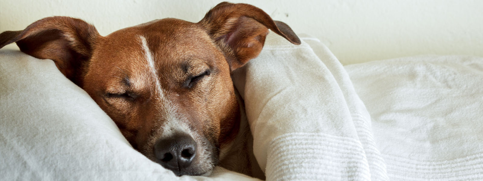 Cancelletti per cani online  Miglior prezzo su Vacanzeanimali.it