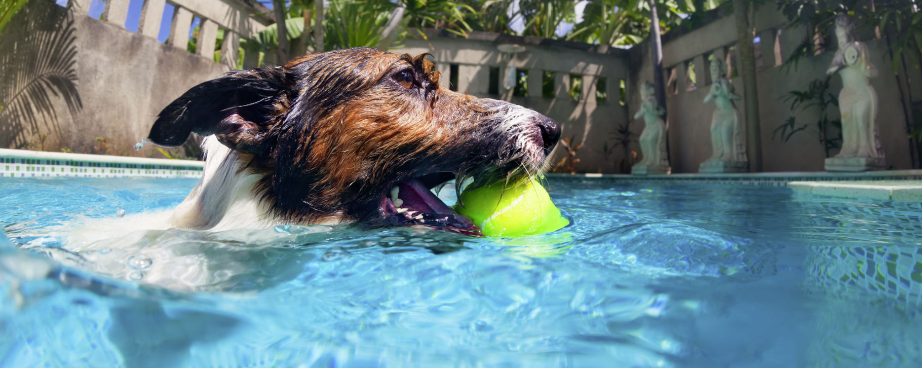 Vacanze animali - Vacanze con il cane a prova di zampa in Italia